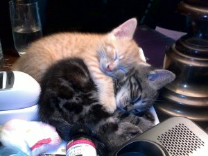 two kitties cuddling